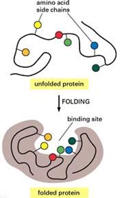 Refolding Proteins Made Easy Tips And Tricks Off