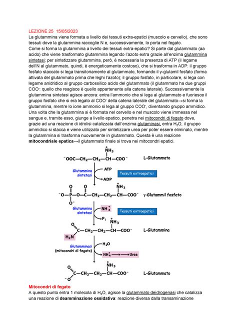 Biochimica Prof Zara Lezione Lezione La Glutammina Viene