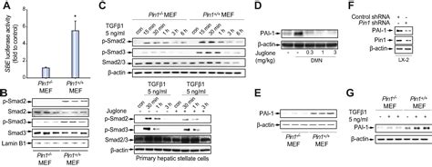 Pin Induction In The Fibrotic Liver And Its Roles In Tgf Expression