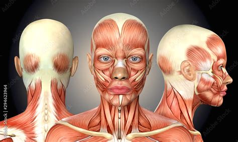 3d illustration of female head muscles anatomy with front back and side ...