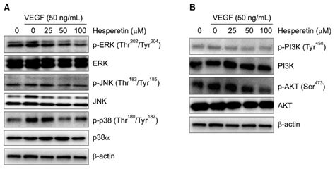 Hesperetin Inhibits Vascular Formation By Suppressing Of The PI3K AKT