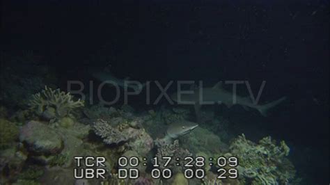 Sharks Whitetip Reef Shark - Whitetip reef shark feeding at night 3 on ...