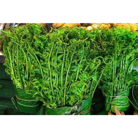jual pakis sayur kg pakis hutan segar shopee indonesia