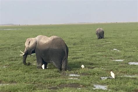 Amboseli National Park Safari - Alderley Tours & Travel