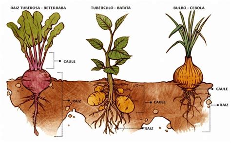 Raiz Tuberculosa Tubérculo e Bulbu Ilustração Sandro Castelli Raiz