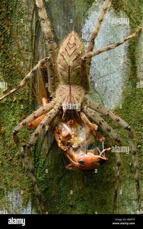 Giant Crab Spider Sparassidae Feeding On Raspy Cricket