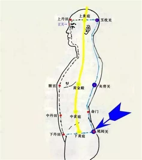 尾闾的准确位置图片尾闾骨的准确位置图玉枕的准确位置图大山谷图库