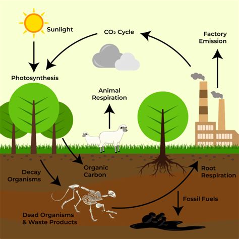 Natures Carbon Cycle Human Impact And Path To Carbon Neutrality