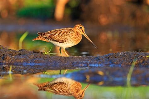 What Is Snipe Hunting? - GreatOut