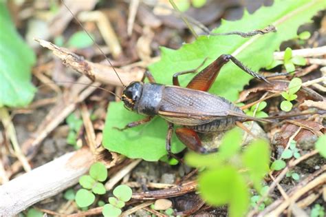 夜の虫の音の変化 〜秋の気配〜 人が好き ちちおにん！ 楽天ブログ