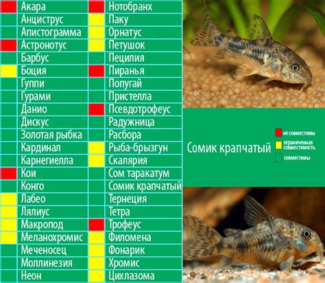 Аквариумные сомики: содержание,уход,совместимость,кормление,описание ...