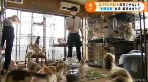 猫250匹以上世話できない“多頭飼育” 崩壊 動物たちにぬくもりを！