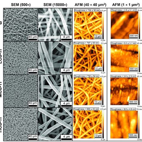 First Column Sem Micrographs Taken At Magnification Second