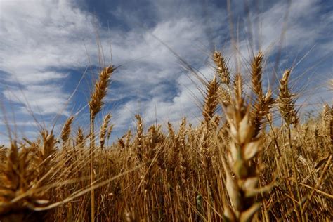 Brasil aprueba el cultivo de trigo transgénico