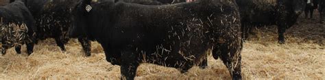 Wca Bull Test Entries Hagen Cattle And Hay