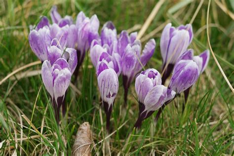 Frühlings Krokus Frühlings Safran Crocus vernus