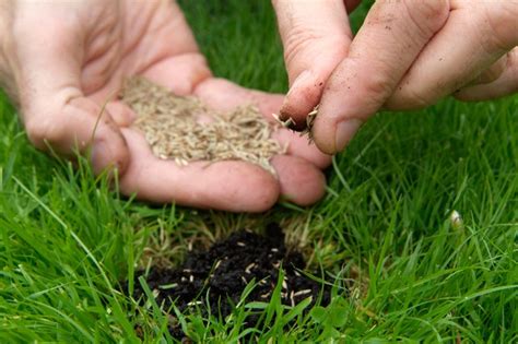 How To Weed And Reseed A Lawn Bbc Gardeners World Magazine