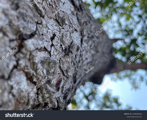 Acacia Tree Very Beautiful Tree Bark Stock Photo 2180294563 | Shutterstock