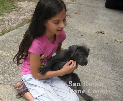 blue-cane-corso-puppy - San Rocco Cane Corso