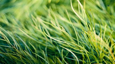 Hd Wallpaper Green Grass Nature Macro Plants Green Color Growth