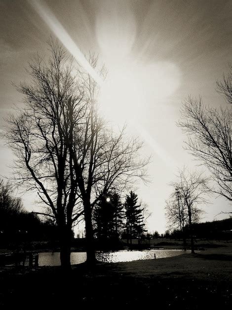 Premium Photo Bare Trees On Field At Sunset