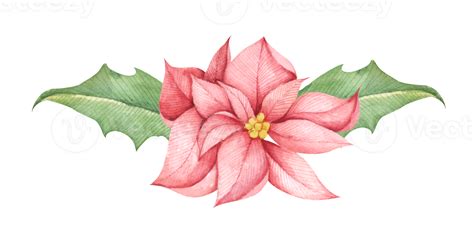 Red Christmas Poinsettia Flower Watercolor Illustration Botanical Illustration For Design