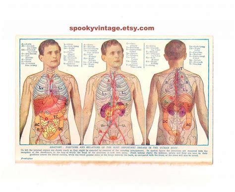 Human Organs Diagram From Back