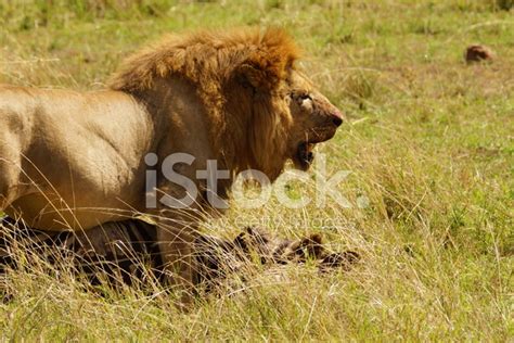 African Lion With Prey Stock Photo | Royalty-Free | FreeImages