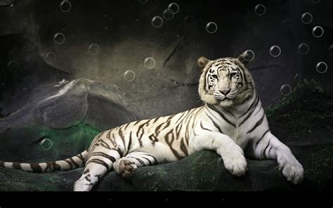 Tiger Live Wallpaper Android Apps On Google Play