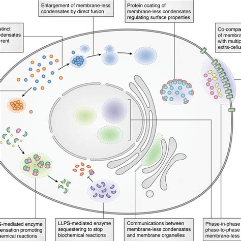 Types Of Multivalent Interactions Driven By Modular Domains In Llps Download Scientific Diagram