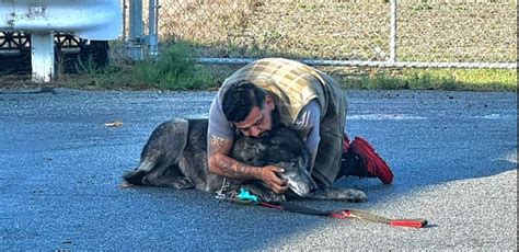 Wolf hybrid wandering on edge of North Bay city captured and returned to owners