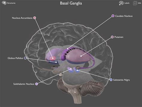 86 Awesome Basal Ganglia 3d Model - Free Mockup