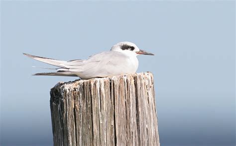 Bill Hubick Photography - Forster's Tern (Sterna forsteri)