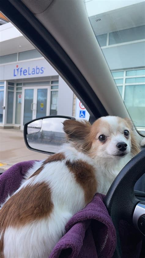 Weird Sore on dogs face. : r/vet