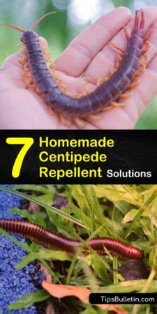 7 Homemade Centipede Repellent Solutions