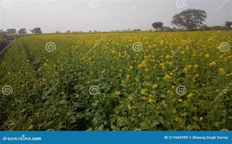 Healthy Mustard Crop in India Stock Image - Image of field, nature ...