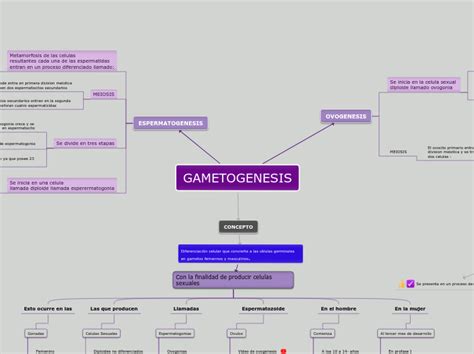 GAMETOGENESIS Mind Map