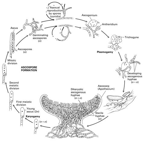 2 Life Cycle Of A Typical Ascomycete From Taylor Tn Et Al 2009 Download Scientific