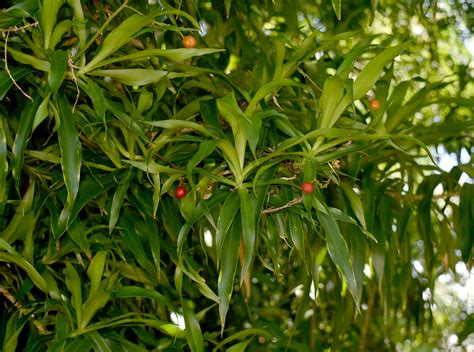 Pleomele Angustifolia Mackay Botanic Garden QLD 15 01 2 Flickr