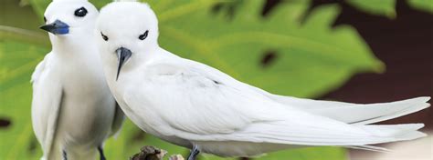 Native or Not? Hawaiian Birds Aren't Always What They Seem | American ...