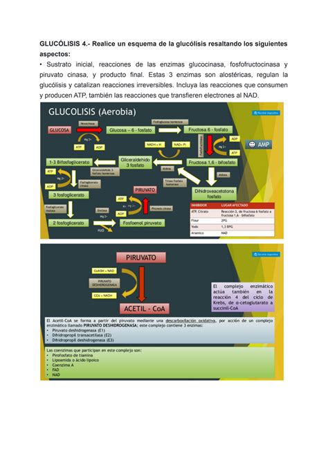 Solution Bioenerg Tica Y Metabolismo De Carbohidratos Studypool