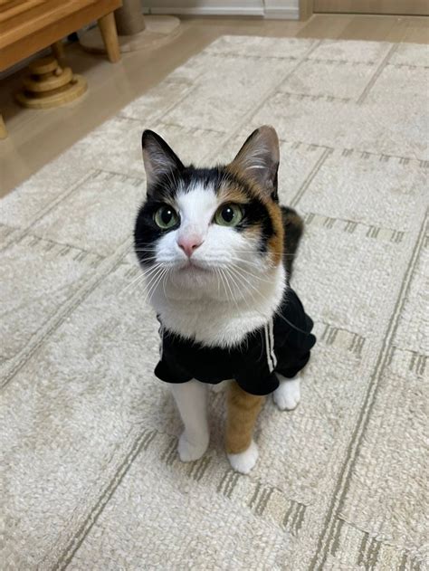 「おいで～」と呼んだらついてくる三毛猫が話題 実家で飼っていた元保護猫「言葉がわかる子」「全部可愛い」｜まいどなニュース