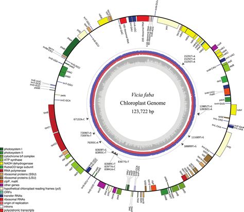 Vicia Faba Chloroplast Genome Map The Outermost Circle Shows Gene