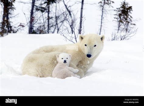 Polar Bear Mom and Cubs Stock Photo - Alamy