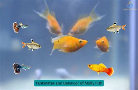 Molly Fish Care Guide: Tips for a Happy, Healthy Molly Tank - Living ...