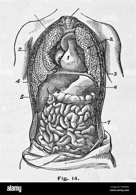 Antique Ilustración Médica De Derechos Las Vísceras órganos Internos Y