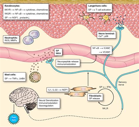 Neurokininsignaling Wiki