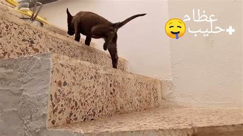 أشتريت كلب 🐕‍🦺صغير مالينوا 😱عضني 🤕تربية الكلاب صعبة 🥰berger Malinois 🐕