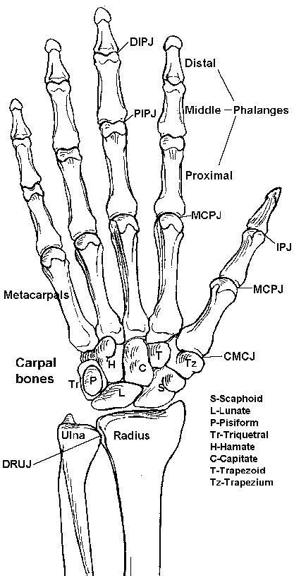 Bones Of The Forearm Wrist And Hand Anatomy Bones Medical Anatomy