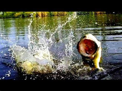 Topwater Bass Fishing Blowups Series Vicious Bass Strikes Youtube